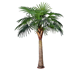 Купить большую пальму для фотозоны, на пляж, фотосъемка