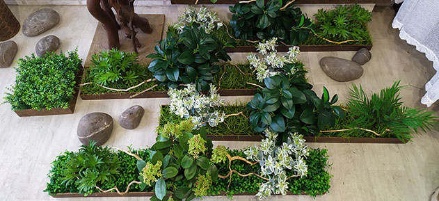 Купить декоративные растения для интерьера, Сумы, Херсон, Черкасссы
