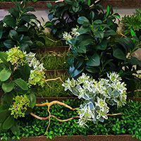 Купить декоративные растения для выставки, Киев, Харьков, Львов